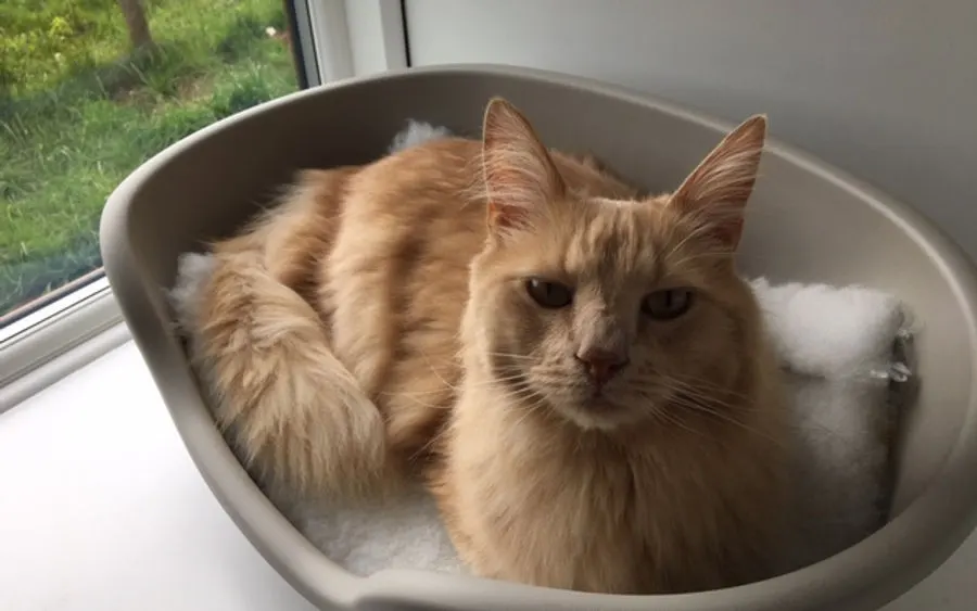 A guest cosy in a window pod