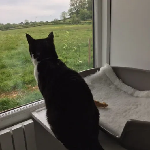 Watching the fields go by